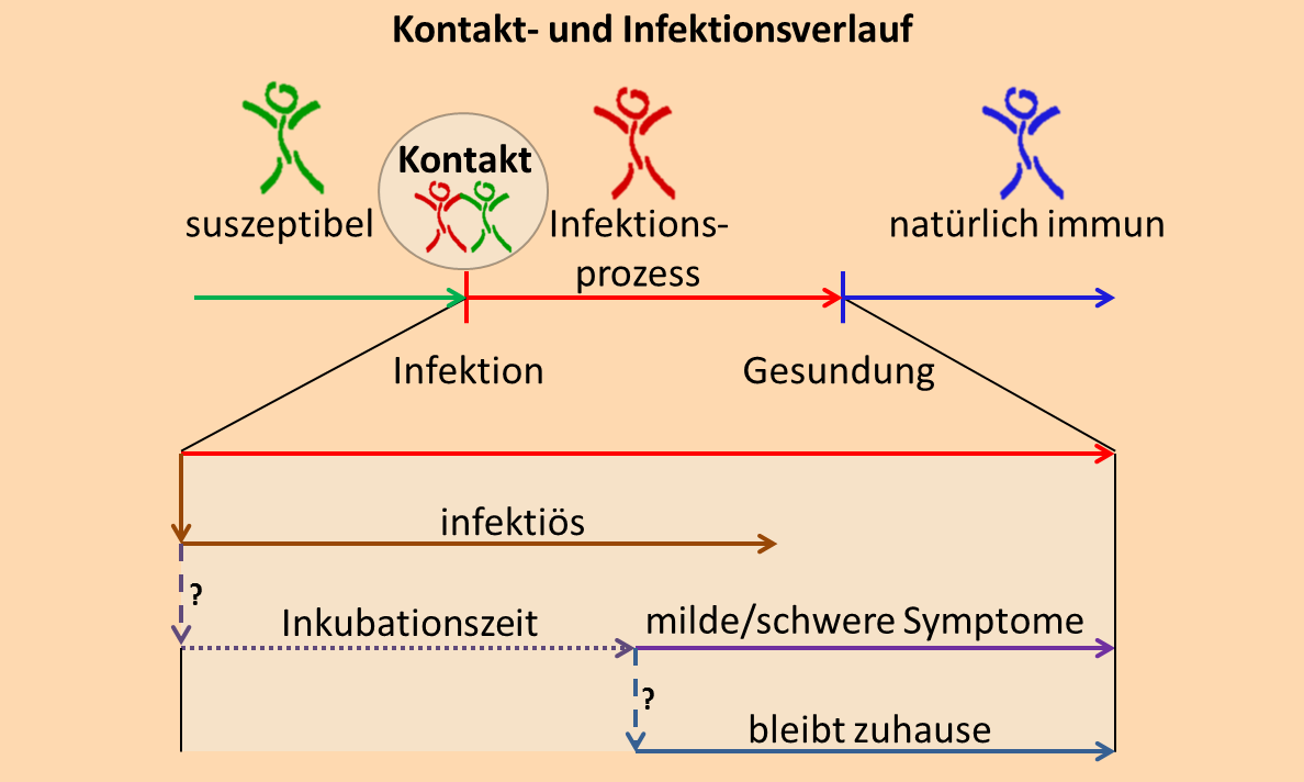 Schematische Darstellung des implementierten Krankheitsmoduls